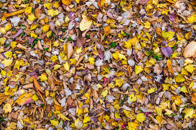 Full frame shot of autumn leaves