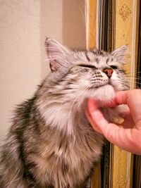 Close-up of hand holding cat