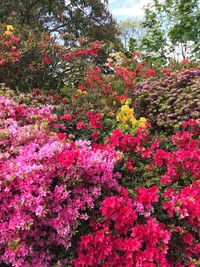 Pink flowers on tree