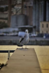 Bird perching on a wall