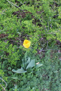 Yellow flowers blooming on field