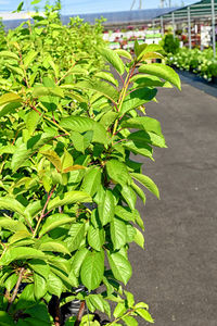 Close-up of green leaves on road