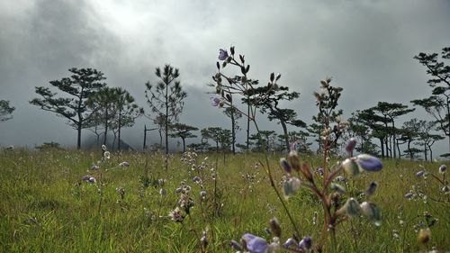 Plants and trees on field against sky