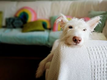 White dog, podengo on sofa