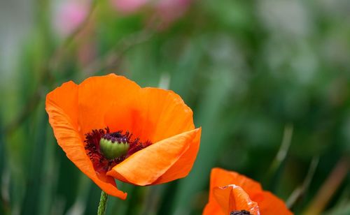 Close-up of orange poppy flower