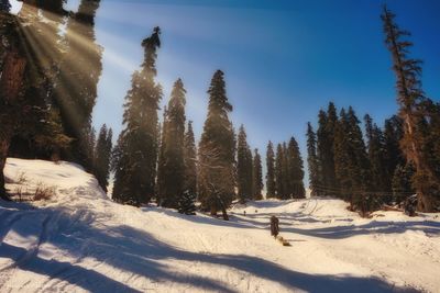 Snow covered trees against sky