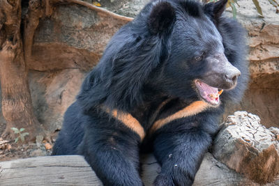 Black bear