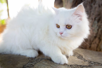 Portrait of white cat