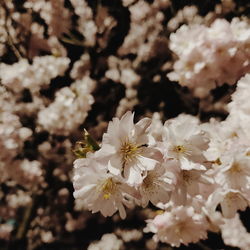 Close-up of white cherry blossom
