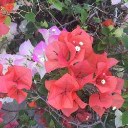 Close-up of pink flowers blooming outdoors