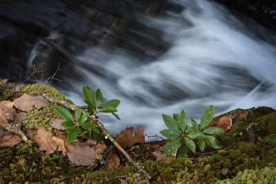 Plants growing on rocks by sea