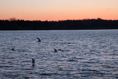 Silhouette swans swimming in lake against sky during sunset