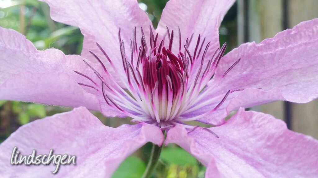 flower, petal, freshness, pink color, fragility, flower head, close-up, growth, beauty in nature, focus on foreground, single flower, nature, stamen, blooming, pollen, plant, purple, pink, outdoors, blossom