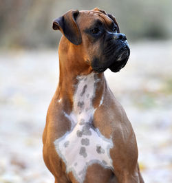 Close-up of a dog looking away