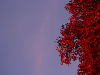 Red tree against sky at sunset