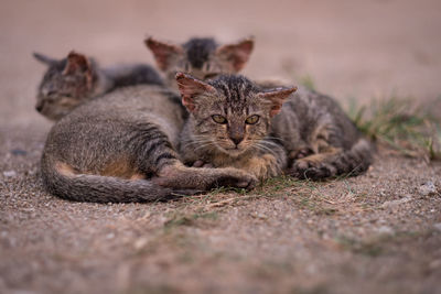 Portrait of a cat resting