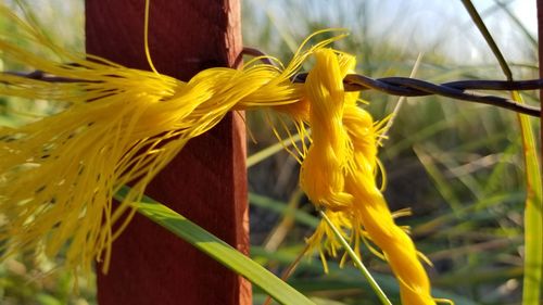 Close-up of yellow flowering plant