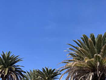 Low angle view of palm trees against blue sky