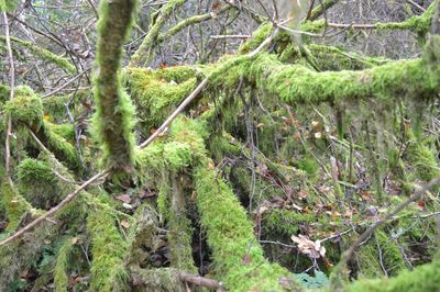 Close-up of fresh green plants in forest
