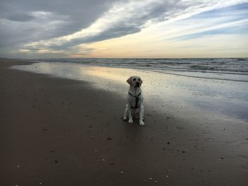 Full length of dog on beach