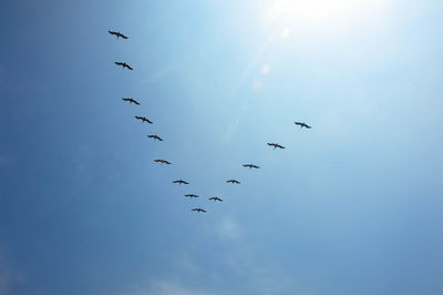 Low angle view of silhouette birds flying against sky