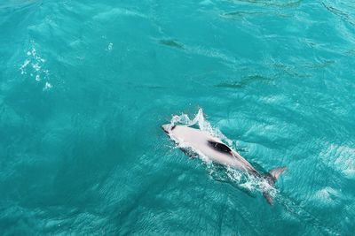 High angle view of fish swimming in sea