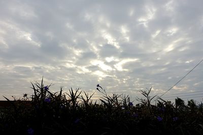 Low angle view of plants against cloudy sky