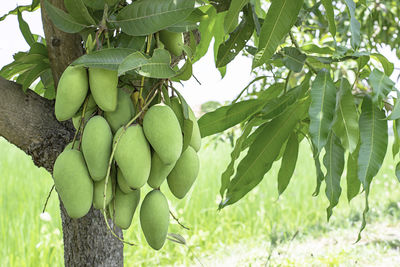 Fruits growing on tree
