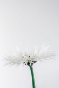 Close-up of white dandelion flower