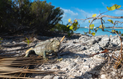 Close-up of iguana 