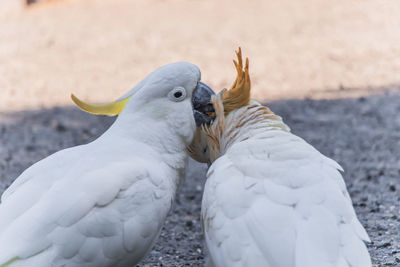 An australian white sulphur crested cockatoo in victoria