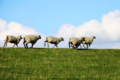 Sheep running on a green grass hill - clouds in background