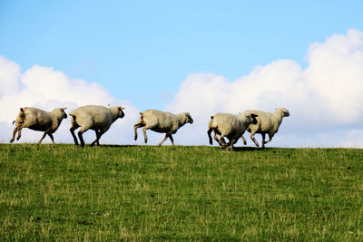 Herd of sheep on field