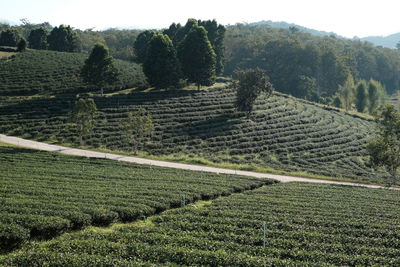 Scenic view of agricultural field