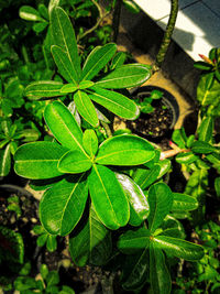 High angle view of fresh green potted plant