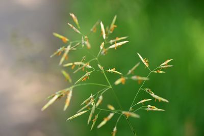 Close-up of a plant