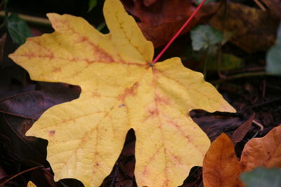 Close-up of autumn leaves