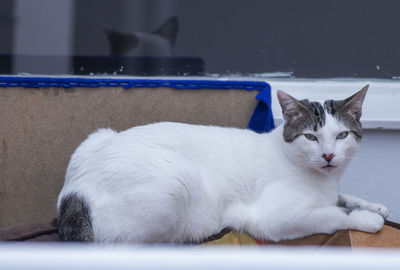 Close-up of a cat resting