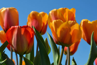 Close-up of yellow tulips against sky