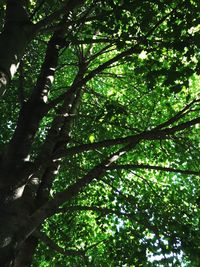 Low angle view of trees