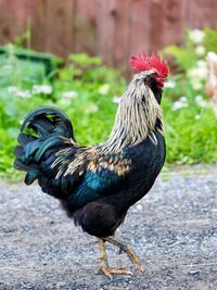 Close-up of rooster on field