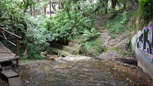 Plants and trees growing in water