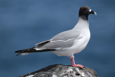 Seagull perching on rock