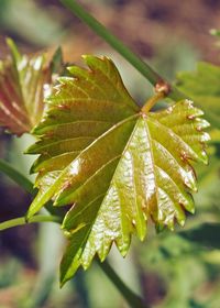 Close-up of maple leaf