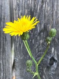 Close-up of yellow flower blooming outdoors