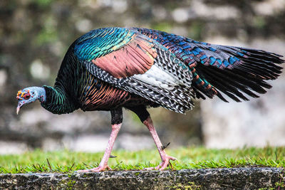 Close-up of bird on land