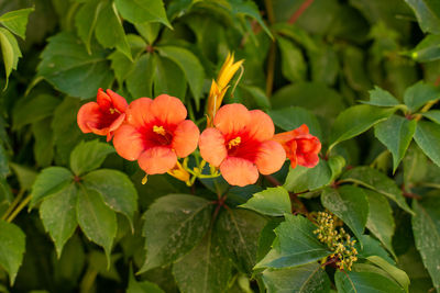 Close-up of red flowering plant