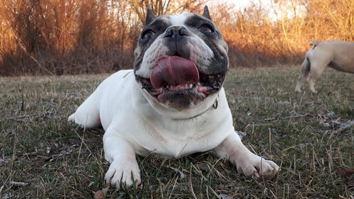 Portrait of dog sitting on field