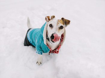 Dog jack russell in clothes with tongue hanging out on snowy landscape in winter