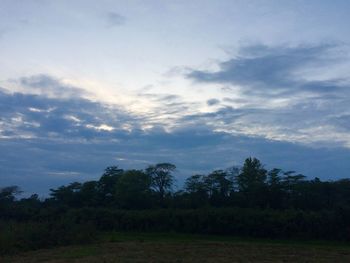 Scenic view of trees growing on field against sky